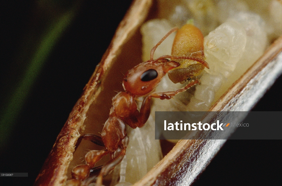 Hormiga (Pseudomyrmex sp) alimenta larvas de crecimiento similar a la zanahoria de host Acacia