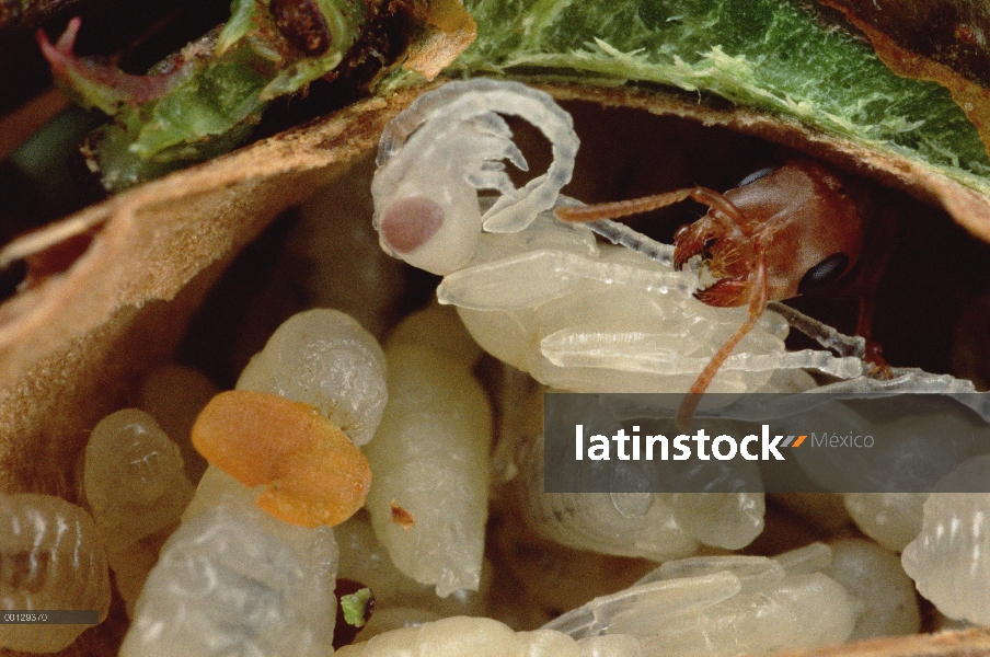 Hormiga (Pseudomyrmex sp) tiende a pupa, mientras que las larvas a la derecha, come zanahoria-como c