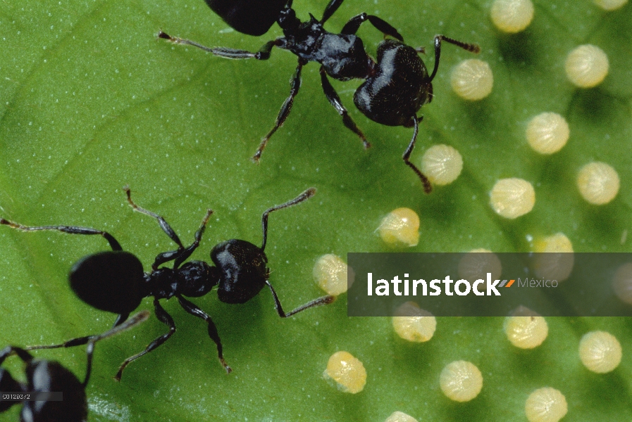 Hormiga (Crematogaster sp) protege Inicio rompiendo huevos de mariposa en hoja de flor de la pasión 