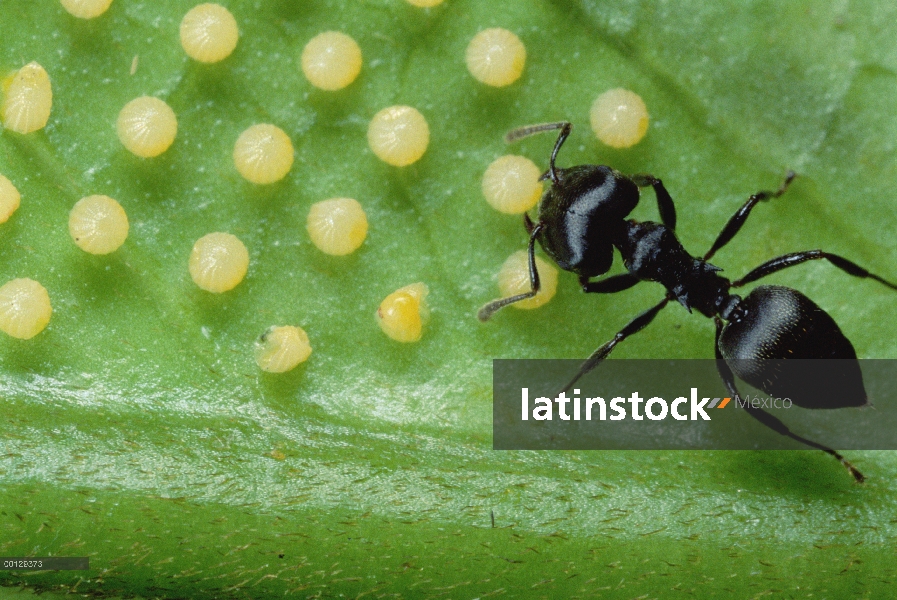 Hormiga (Crematogaster sp) protege a casa por la rotura de huevos de mariposa en hoja, orugas de ecl