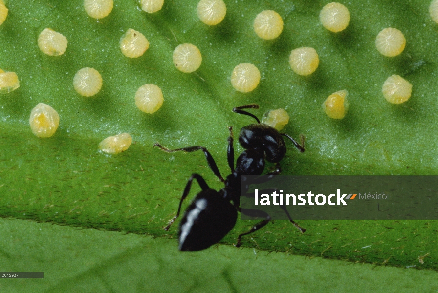 Hormiga (Crematogaster sp) protege a casa por la rotura de huevos de mariposa en hoja, orugas de ecl