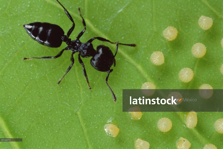 Hormiga (Crematogaster sp) protege a casa por la rotura de huevos de mariposa en hoja, orugas de ecl