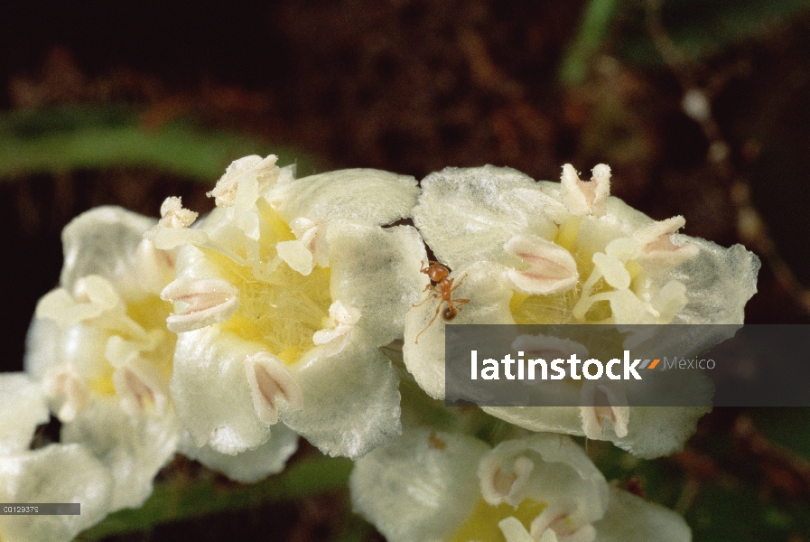 Especies de hormigas (Allomerus sp) son parásitas a arbustos de Cordia, castrando sus plantas matand