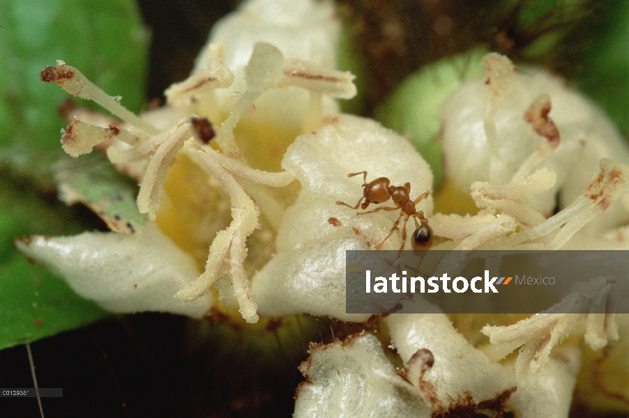 Especies de hormigas (Allomerus sp) son parásitas a arbustos de Cordia, castrando sus plantas matand