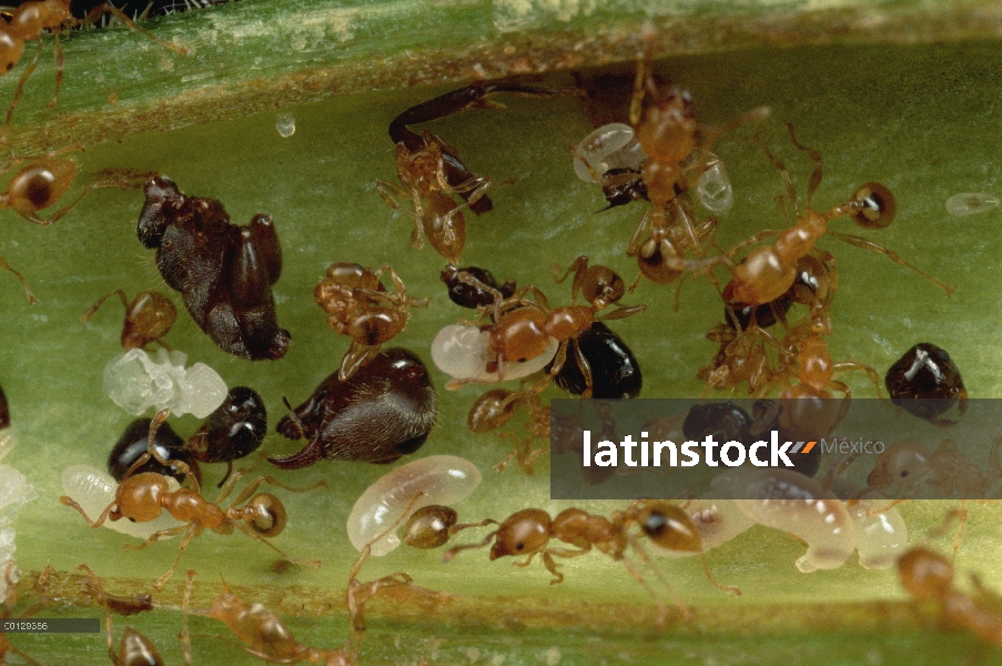 Grupo hormiga (Allomerus sp) desmembrar cadáveres de sus enemigos dentro de las ramas huecas de árbo