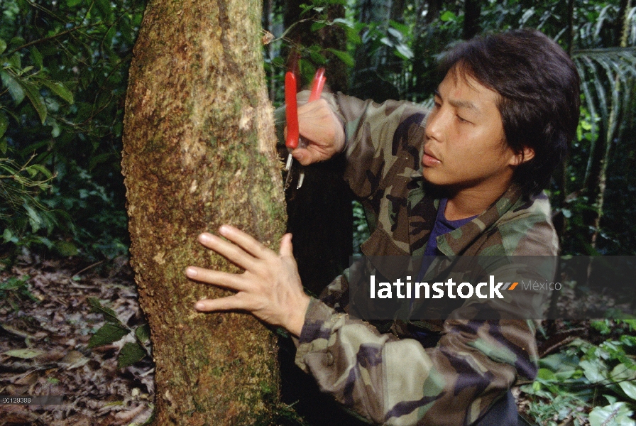 Entomólogo, Doug Yu cinceles en bases de árbol para encontrar las pequeñas hormigas que crean los ja