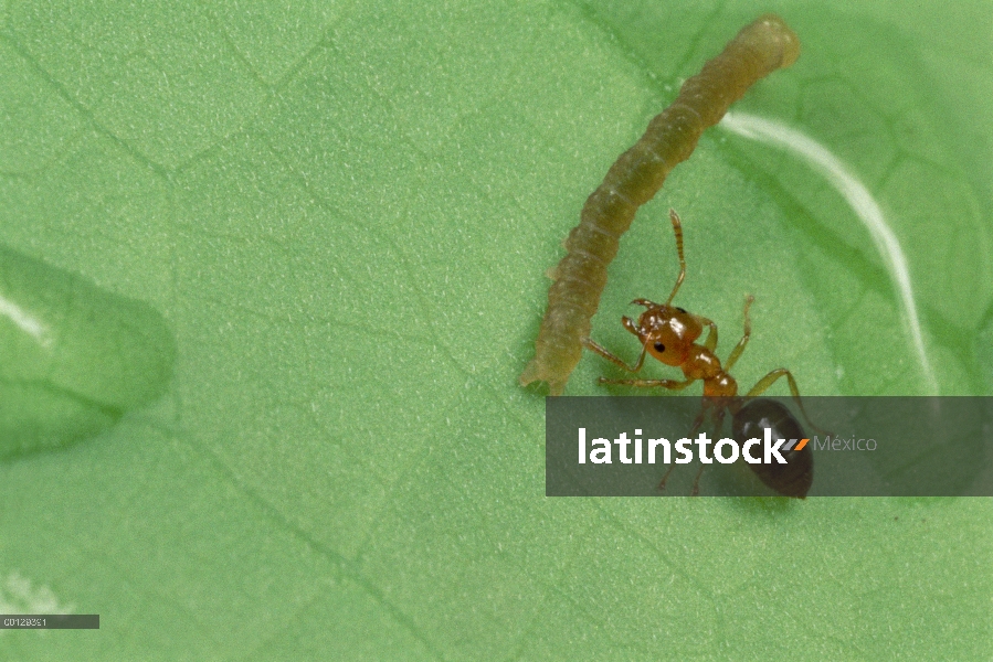 Hormiga (Petalomyrmex sp) en planta Leonardoxa, atacando a la oruga para proteger plantas, Camerún