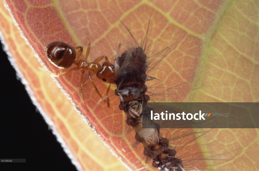 Hormiga (Petalomyrmex sp) en planta Leonardoxa, atacando a la oruga para proteger plantas, Camerún