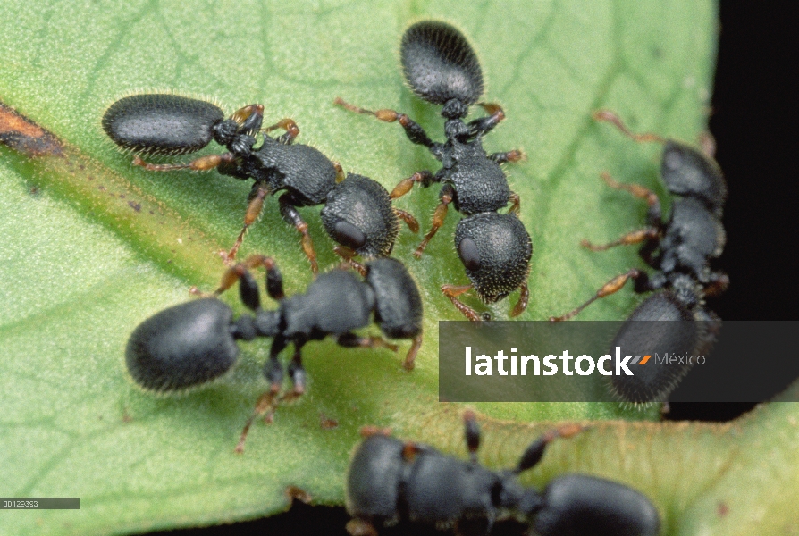 Ronda jarabe de bebida cuerpo de hormiga parásita (Cataulacus mckeyi) grupo de Leonardoxa árboles, s