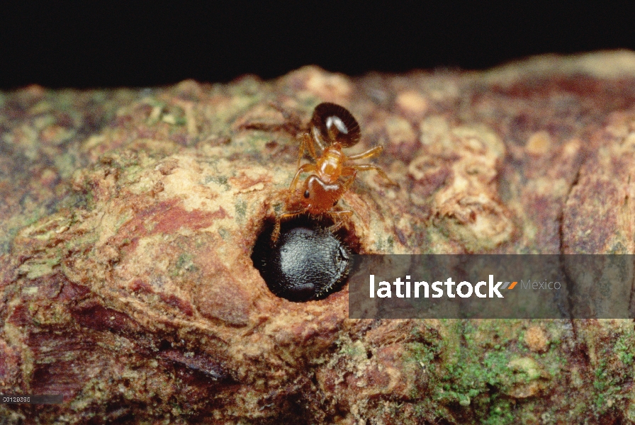 Hormiga (Petalomyrmex sp) no puede conducir más grande hormiga soldado parasitarias (Cataulacus sp) 