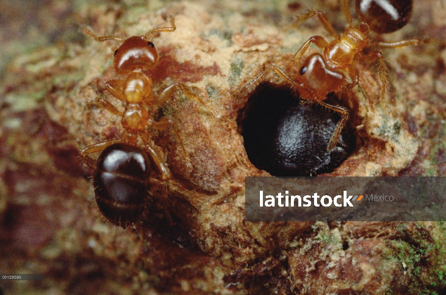 Grupo hormiga (Petalomyrmex sp) no puede conducir las hormigas parásitas (Cataulacus sp) del árbol p