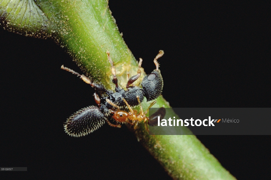 Hormiga (Petalomyrmex sp) matar a una hormiga parásita (Cataulacus sp) en su árbol Leonardoxa, Camer