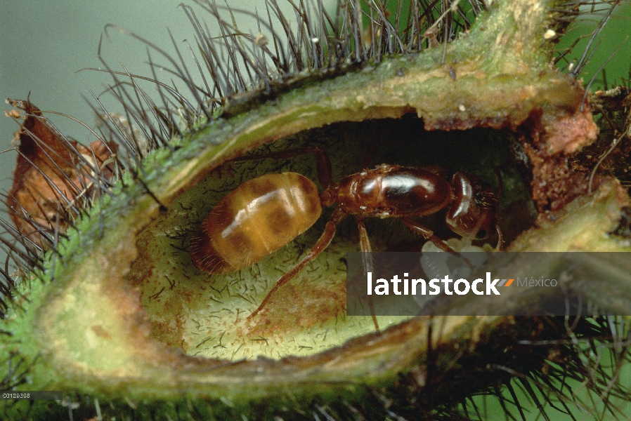 Reina de la hormiga (Azteca sp) a partir de su Colonia dentro de árbol Cordia (Cordia nodosa), Perú