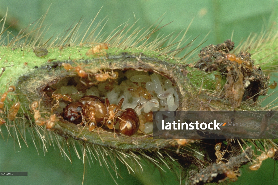 Reina de la hormiga (Allomerus sp), en su árbol Cordia con trabajadores y larvas, Manu, Perú