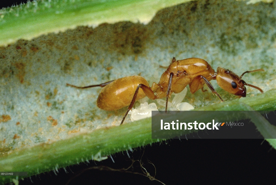 Reina de la hormiga (Azteca sp), en su árbol anfitrión (Cecropia sp) con los trabajadores a partir d