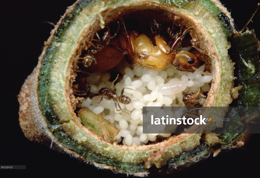 Reina de la hormiga (Azteca sp), en su árbol anfitrión (Cecropia sp), rodeado de los trabajadores y 