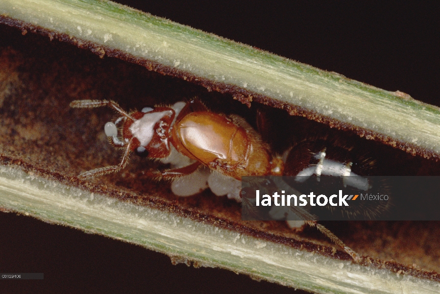 Reina de la hormiga (Petalomyrmex sp) lleva huevo en Colonia de la puesta en marcha, Camerún