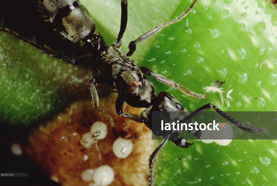 Reina de la hormiga (Pachycondyla sp) recogiendo cuerpos blanco alimentos cultivados para ella en el