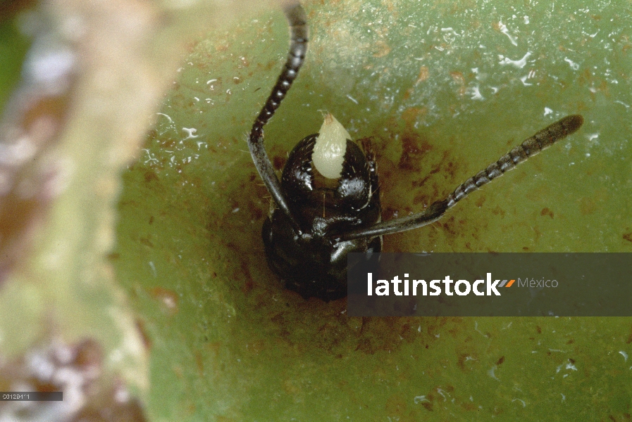 Reina joven de Prado Froghopper (Spumarius spumarius) entrar en el agujero que está cincelada dentro