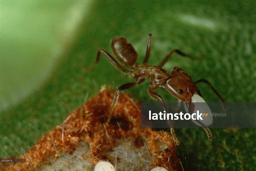 Hormiga (Azteca sp) con alimento arrancado de su árbol (Cecropia sp), Manu, Perú