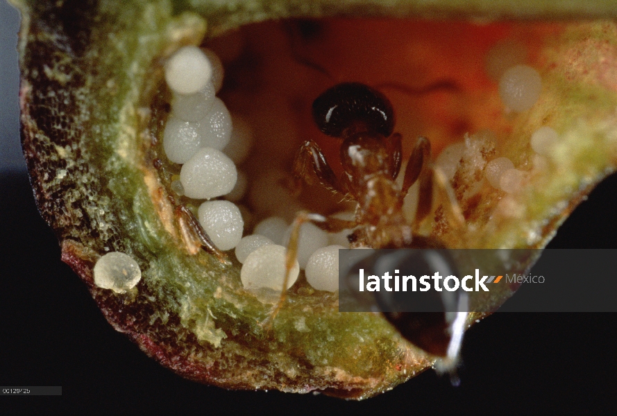 Estípulas de planta macaranga (Macaranga sp), que proporcionan los glóbulos de grasa para hormigas v