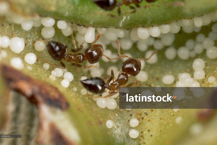 Estípulas de planta macaranga (Macaranga sp), que proporcionan los glóbulos de grasa para hormigas v