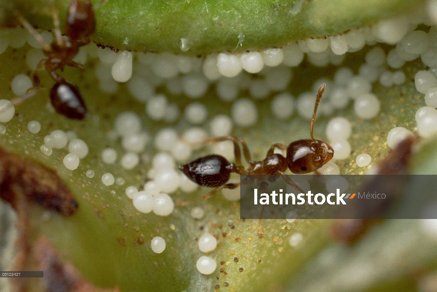 Estípulas de planta macaranga (Macaranga sp), que proporcionan los glóbulos de grasa para hormigas v