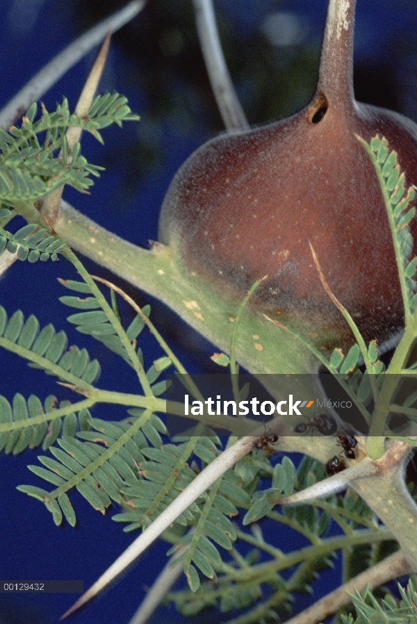 Árbol de espina (Acacia drepanolobium) silbido ocupado por mutualistas Ant (Crematogaster mimosae) e