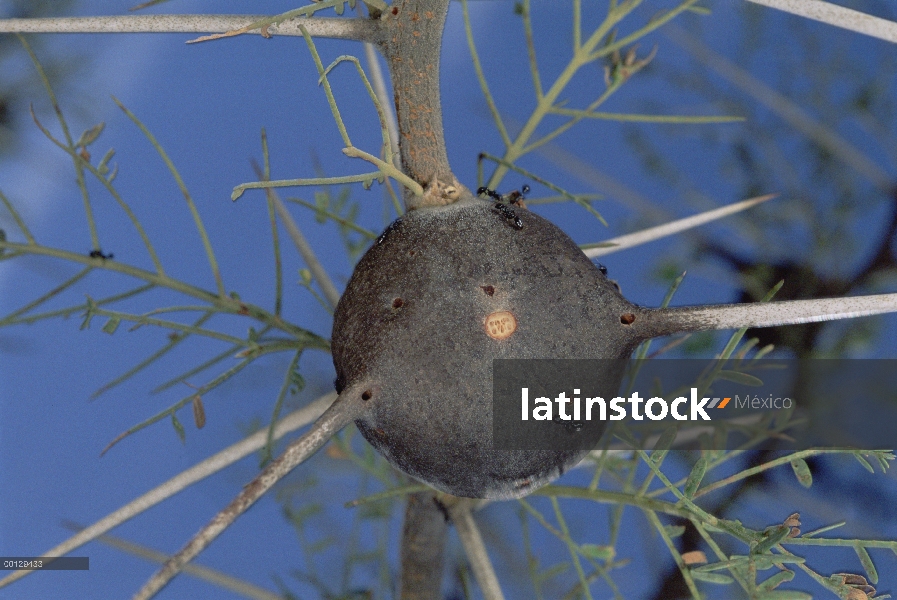 Silbar la espina espina (Acacia drepanolobium) ocupado por el parásito de la hormiga (Tetraponera pe