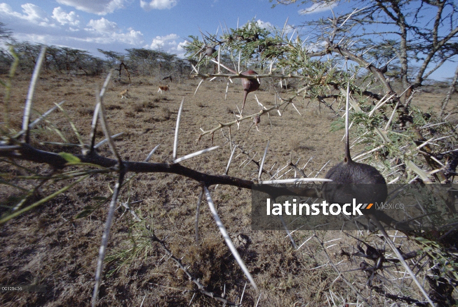 Silbar la espina (Acacia drepanolobium) con monos Patas (Erythrocebus patas) alimentándose de hormig