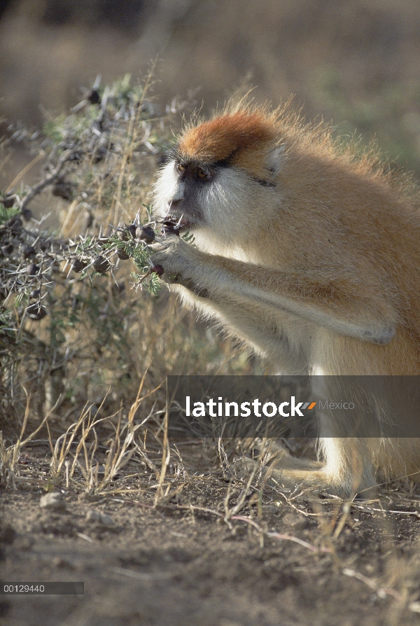 Mono patas (Erythrocebus patas) comer hinchada base de la espina de árbol de acacia espina silbaba (