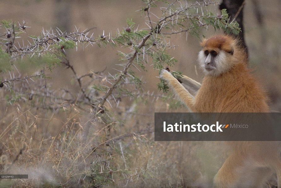 Mono patas (Erythrocebus patas) alimentándose de espina silbaba (Acacia drepanolobium) acacia árbol 