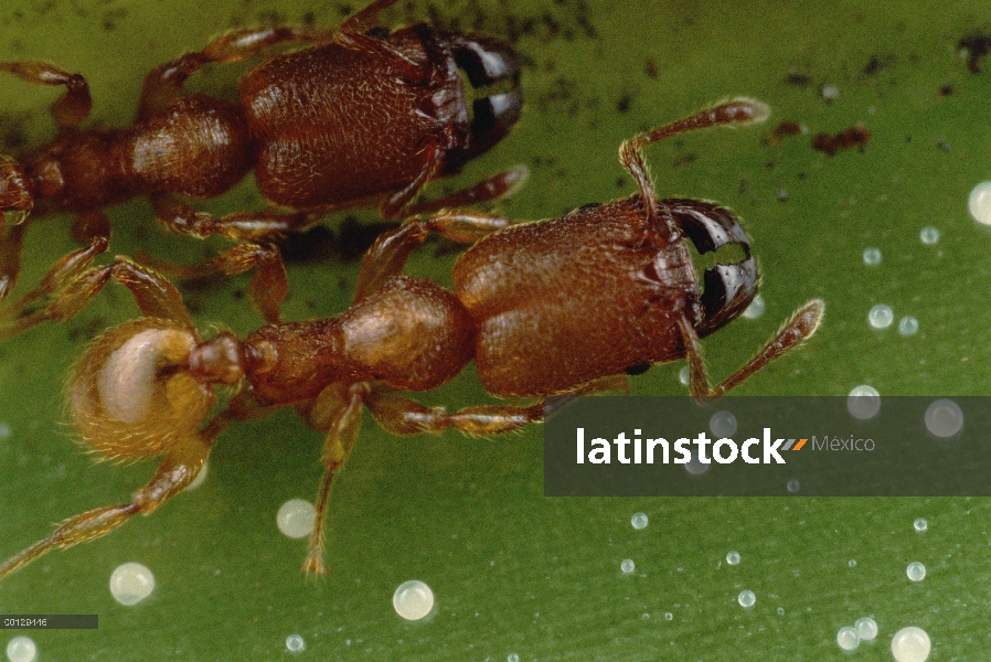 Costa Rica arbusto de Piper (Piper arieianum) responde a la presencia de hormigas simbióticas (Pheid