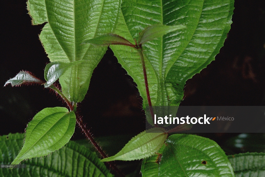 Melastoma (Maieta sp) arbusto con poros en venas de la hoja están ocupadas por las hormigas protecto