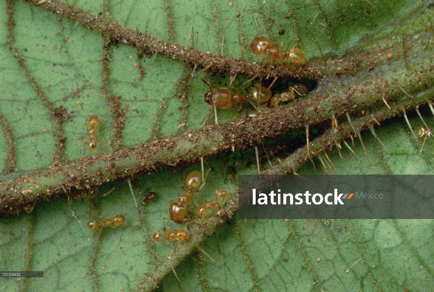 Melastoma (Maieta sp) arbusto con poros en venas de la hoja están ocupadas por las hormigas protecto