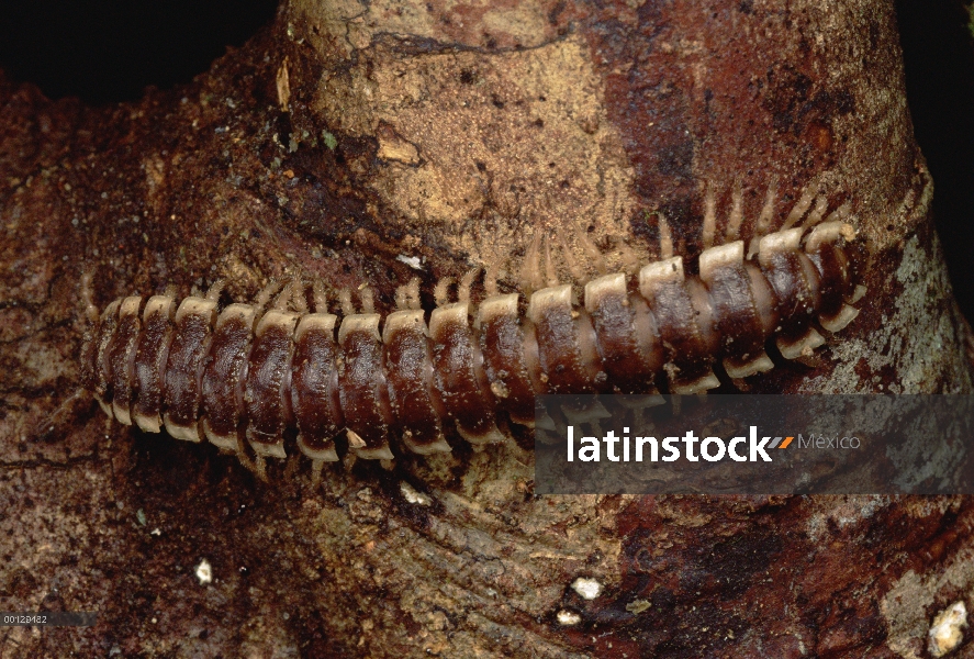 Milpiés arrastrándose en el Parque Nacional de Gunung Mulu, Sarawak, Borneo