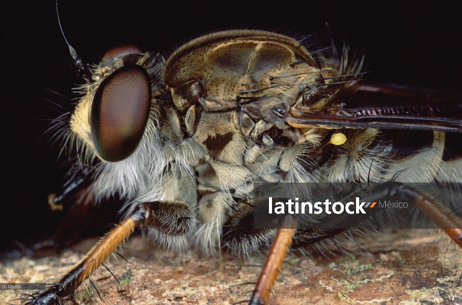 Ladrón vuela (Asilidae), retrato, Haia, Papua Nueva Guinea