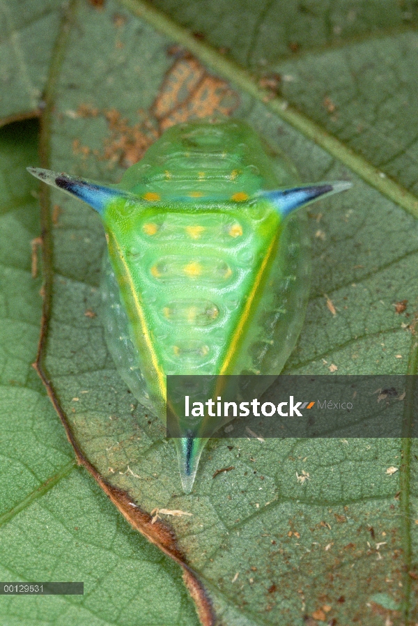 Vista de parte trasera (Setora fletcheri) de Caterpillar en hoja, Paracau, Guayana del lingote