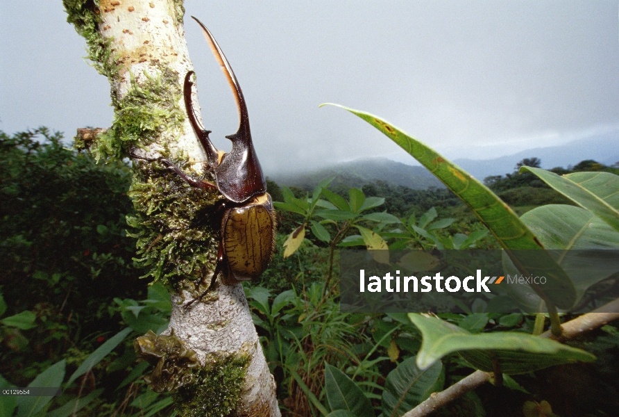 Escarabajo de escarabajo Hércules (Dynaster hercules) en bosque lluvioso, Parque Nacional de Fortuna