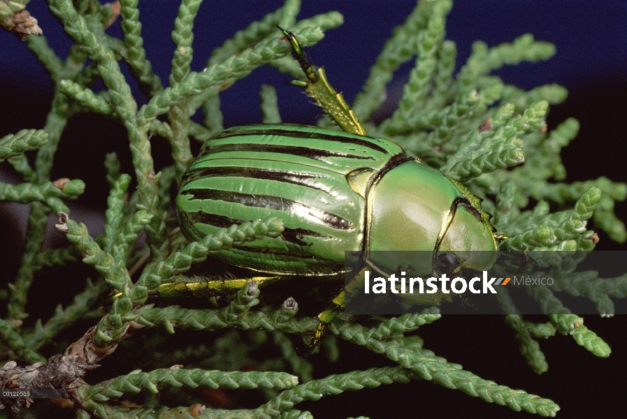 Escarabajo de escarabajo dorado (Plusiotis resplendens) en agujas de abeto, Pena Blanca lago, Arizon