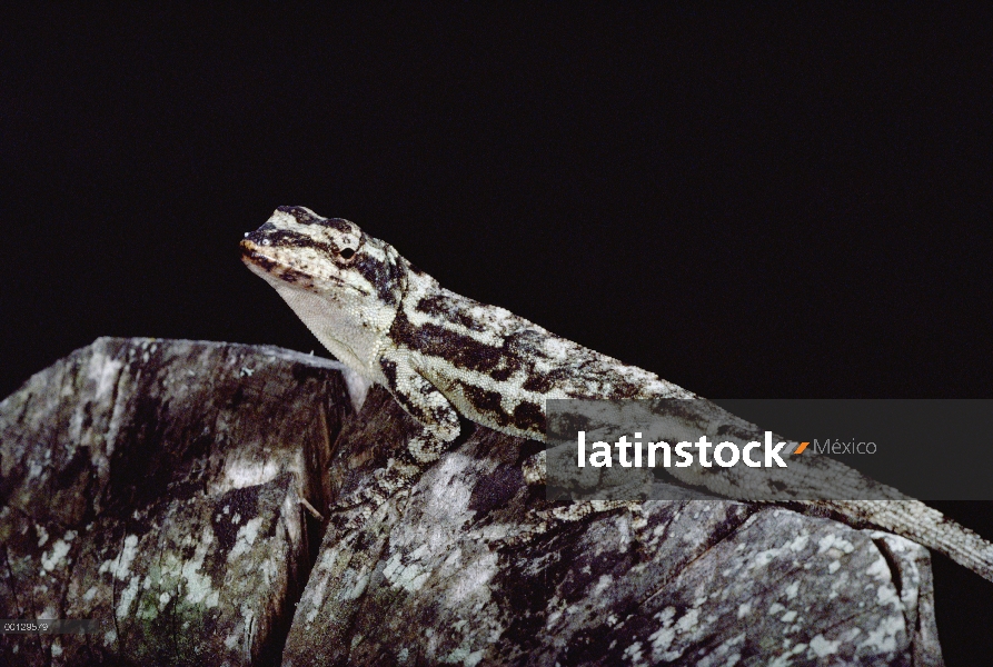 Retrato de la lagartija Anolis (Anolis sp), Monteverde, Costa Rica