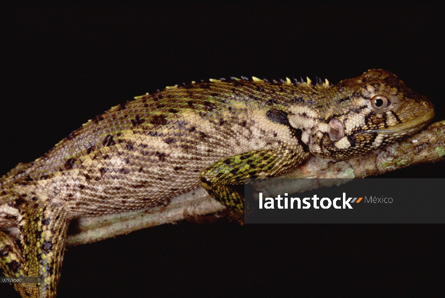 Retrato de Lagarto iguana (Iguanidae), Amazonas, Perú