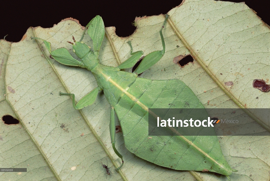 Insecto hoja (Phyllium sp) aparece en la parte inferior de la hoja, Haia, Papua Nueva Guinea