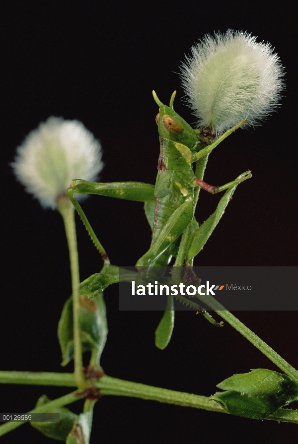 Saltamontes de la jarilla (Bootethix argentatus) con fruta de creosota (Larrea tridentata)