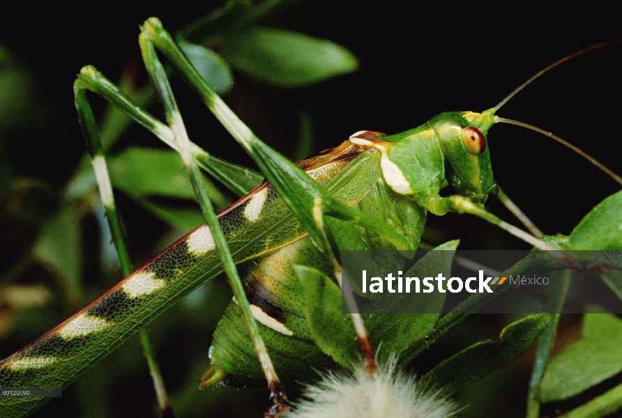 Creosota Katydid (Insara covilleae) en jarilla (Larrea tridentata)