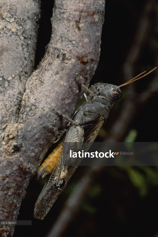 Clicker saltamontes (Ligurotettix coquilletti) en una posición típica en tronco de creosota (Larrea 