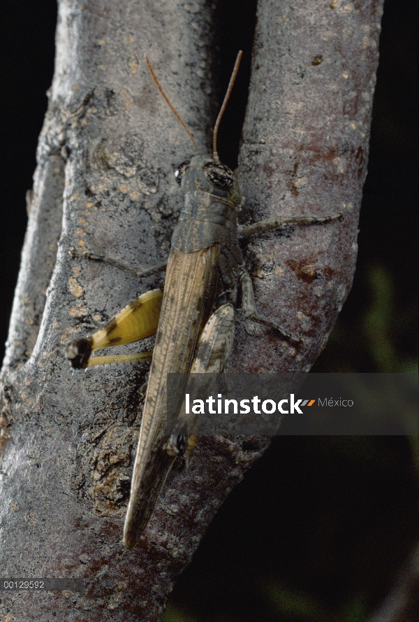 Clicker saltamontes (Ligurotettix coquilletti) en una posición típica en tronco de creosota (Larrea 