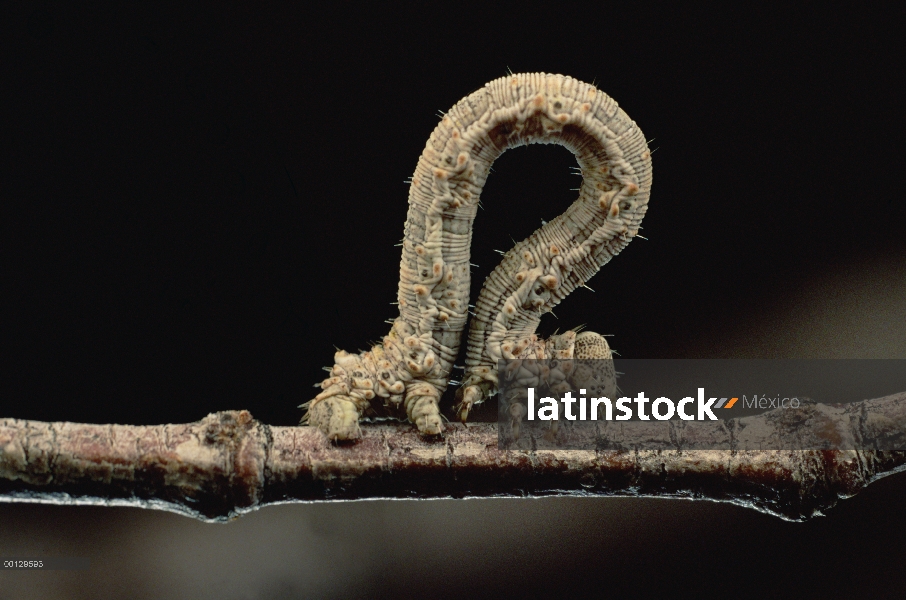 Forma de color claro de gobernadora Caterpillar (Semiothisa colorata) coincide con obras como camufl