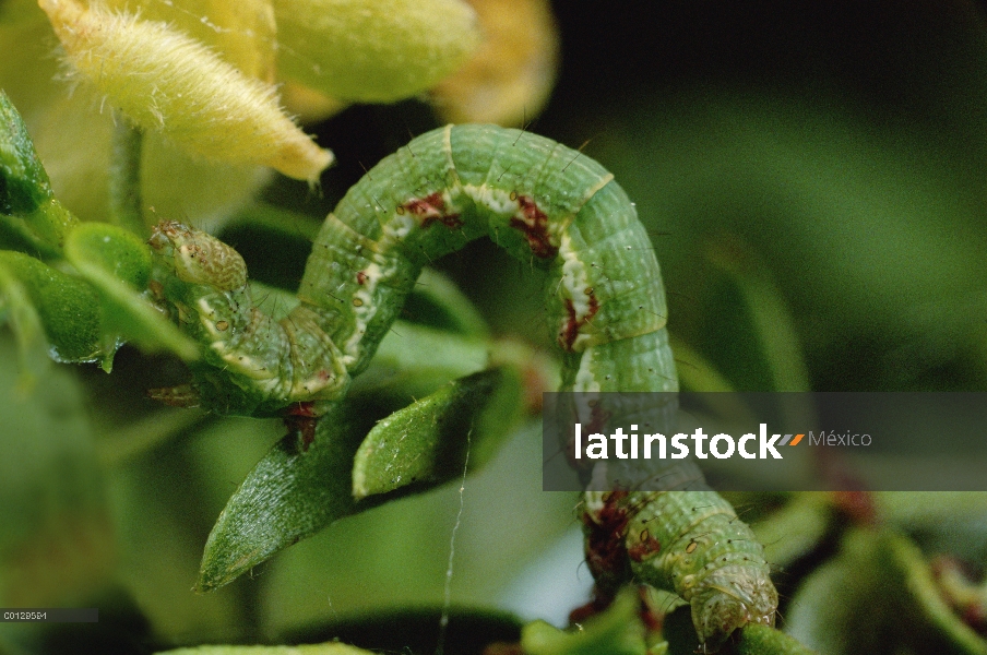 Formulario de color verde oruga gobernadora (Semiothisa colorata) coincide con obras como camuflaje 