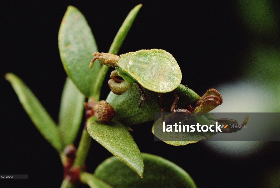 Hojas de jarilla (Larrea tridentata) mímico por creosota insectos asesinos como camuflaje, recién de